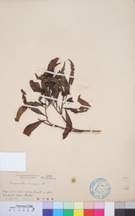 Specimen thumbnail
